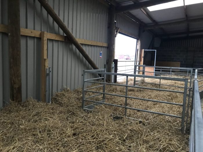 animal handling barn ready for ewes