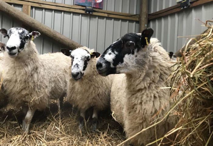 pregnant ewes