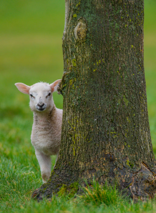 lamb peaking head round tree