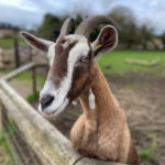 Goat at Avon Valley