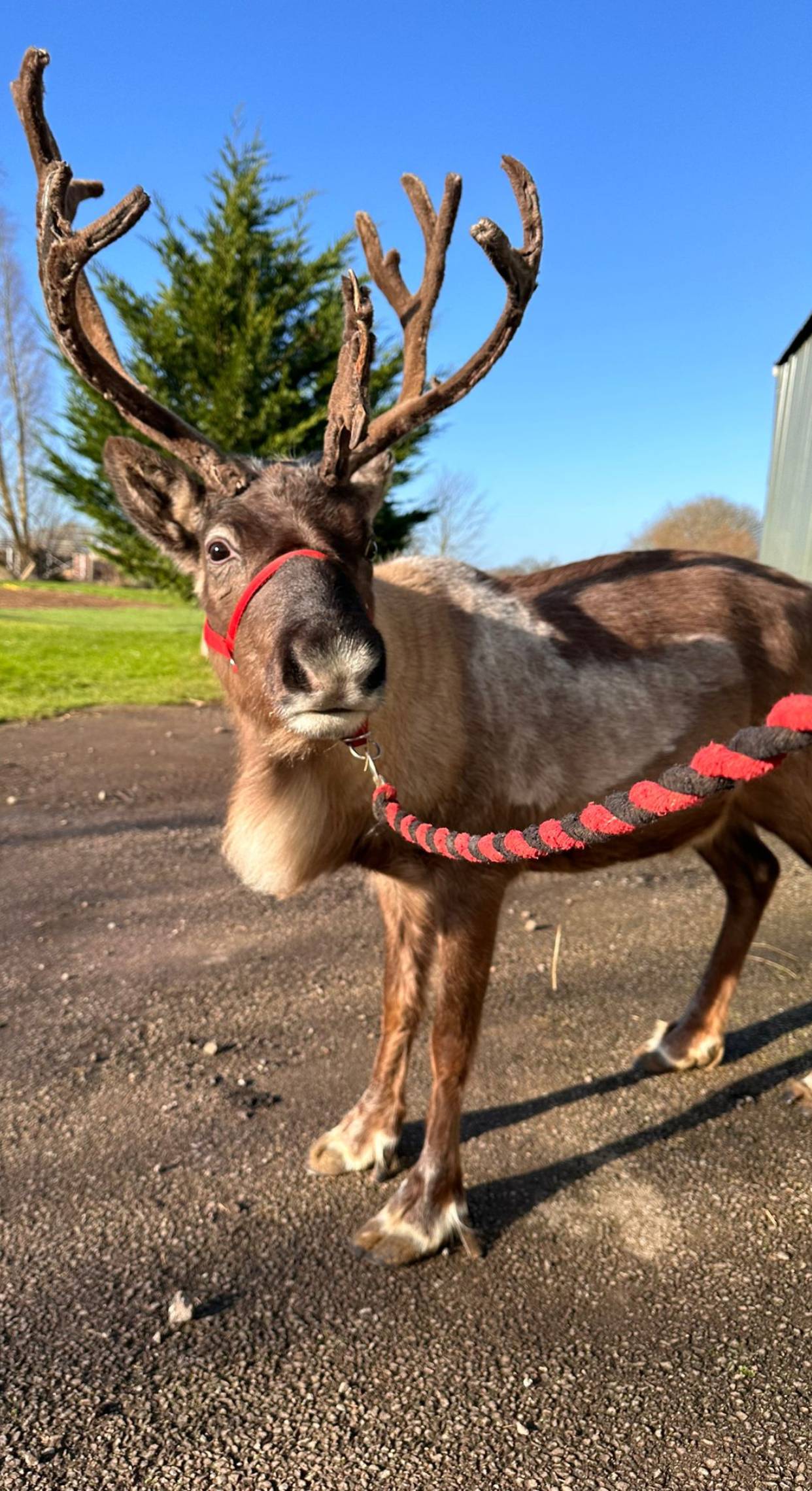 Reindeer VIP Mobile Slide - Avon Valley