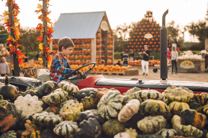 Avon Valley Pumpkin Patch